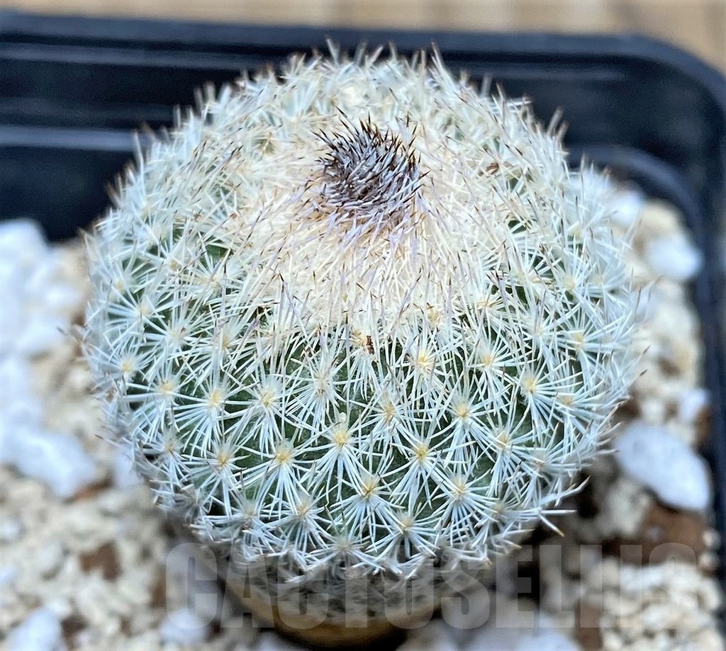 SHPR17745 Epithelantha pachyrhiza