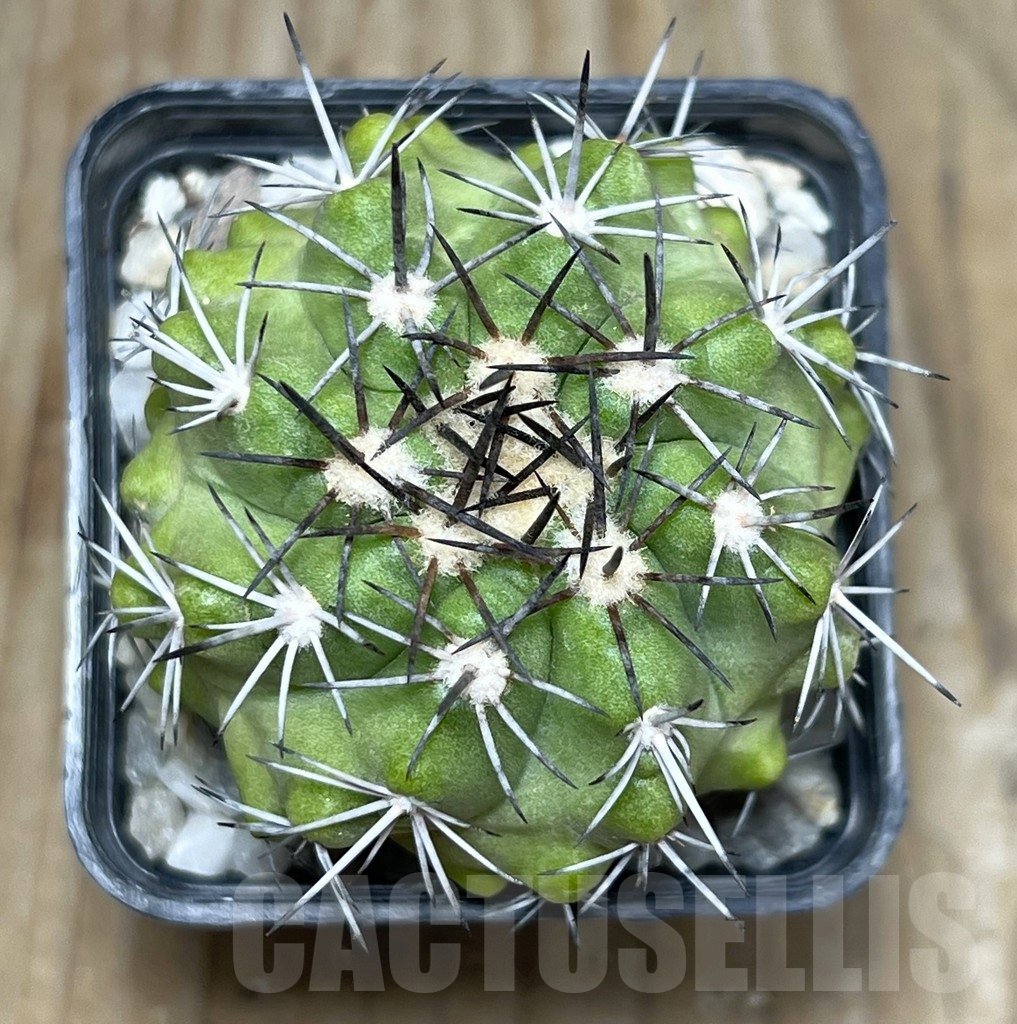 SHPR17996 Copiapoa intermedia LL364 - Зображення 2