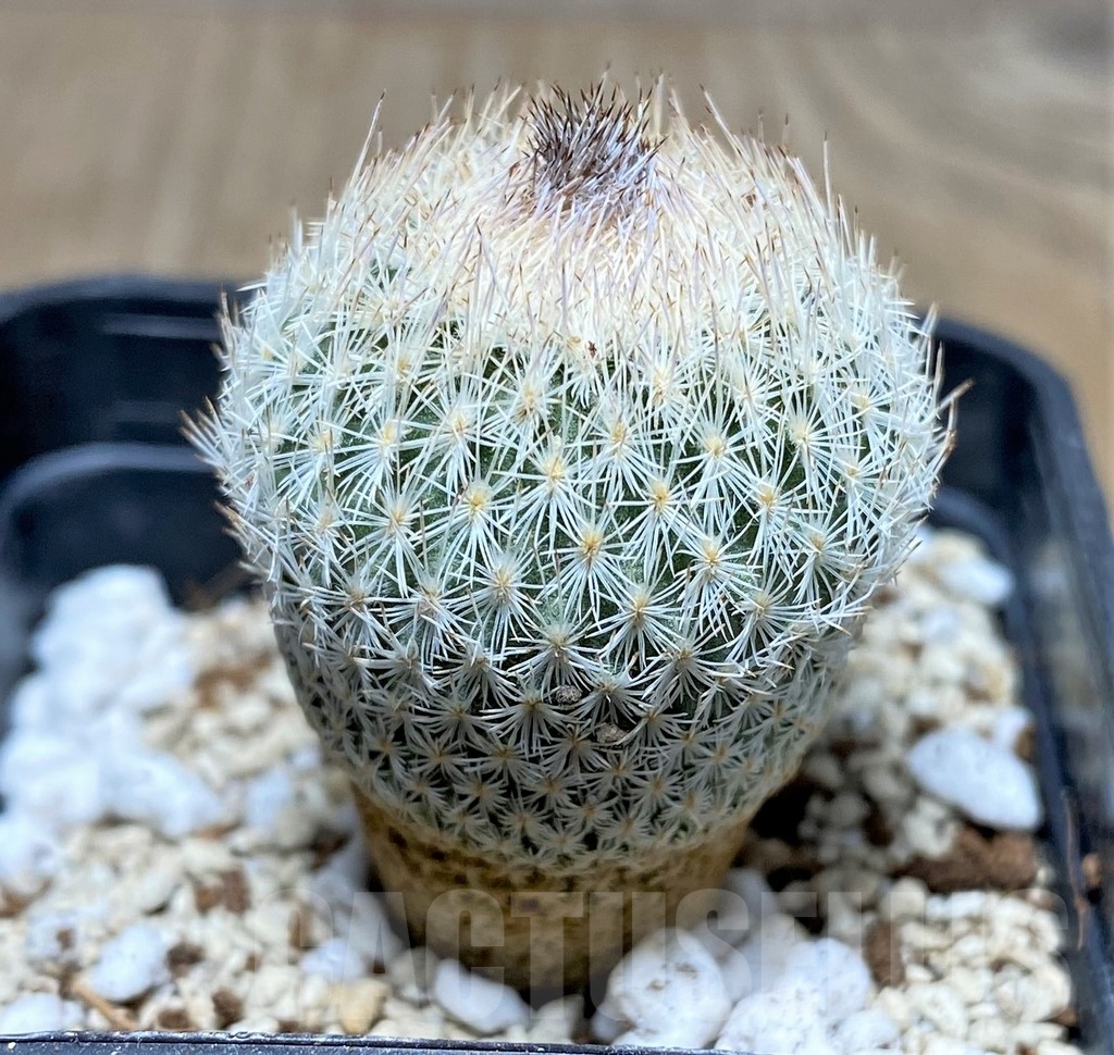 SHPR17745 Epithelantha pachyrhiza - Image 2