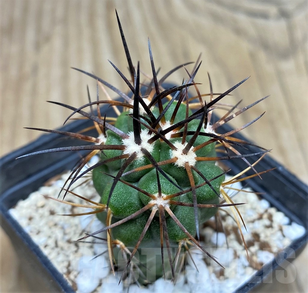 SHPR17746 Copiapoa coquimbana v. deminuta KK 1386