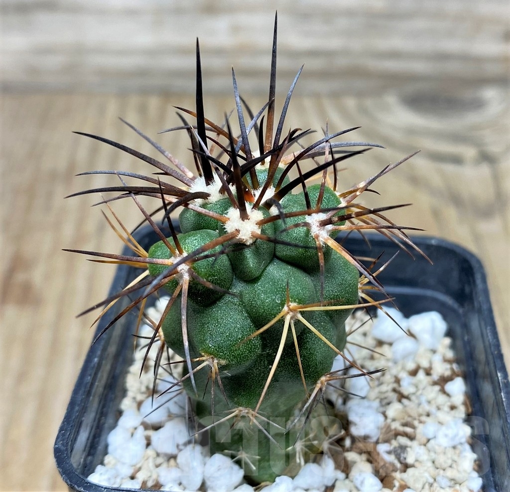 SHPR17746 Copiapoa coquimbana v. deminuta KK 1386 - Image 2