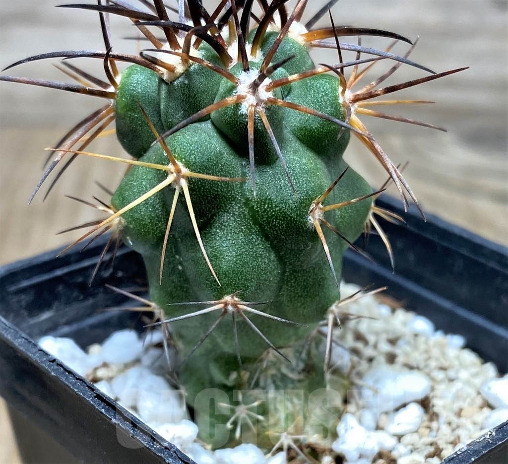SHPR17746 Copiapoa coquimbana v. deminuta KK 1386 - Image 3