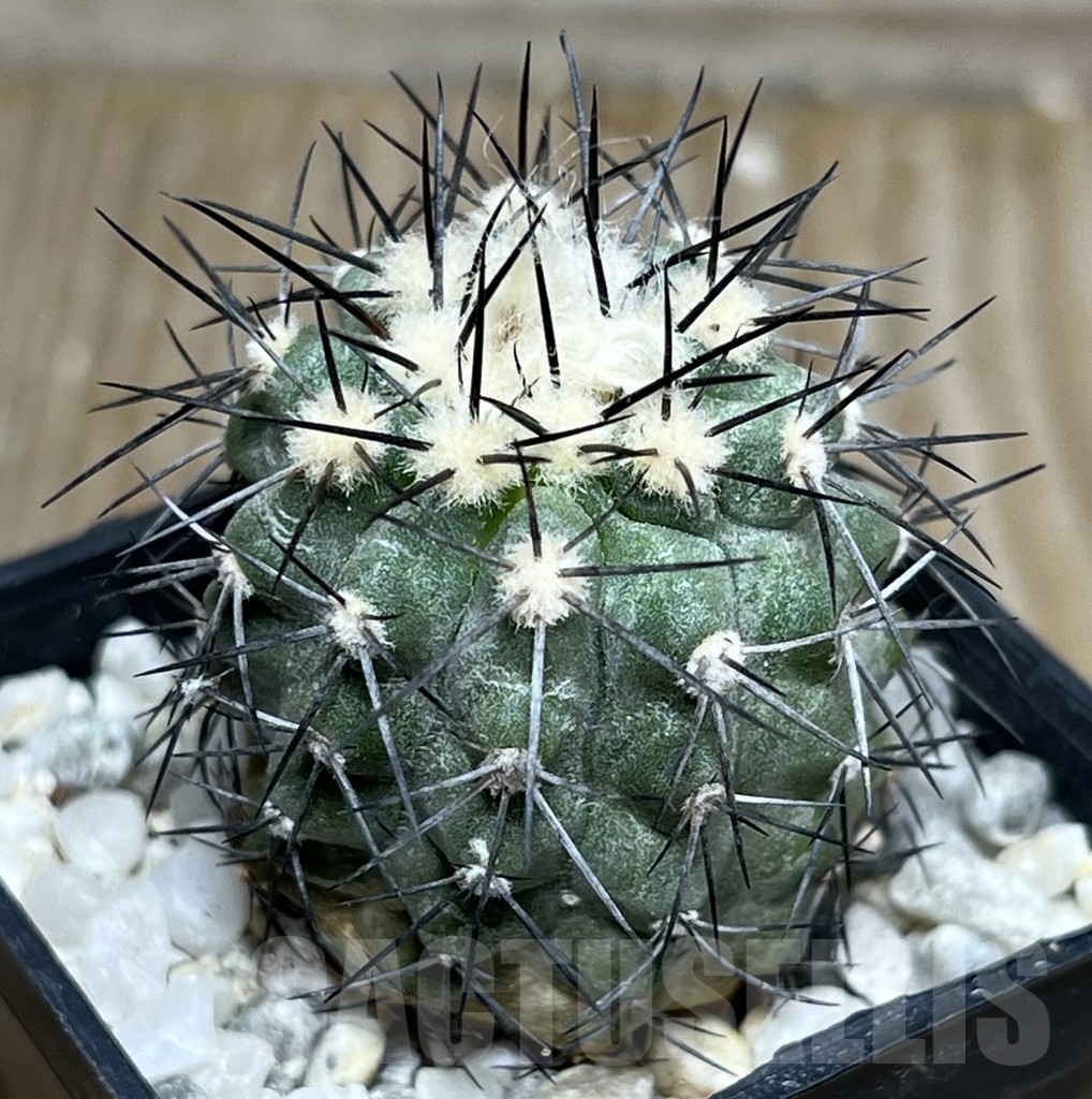 SHPR17998 Copiapoa marginata
