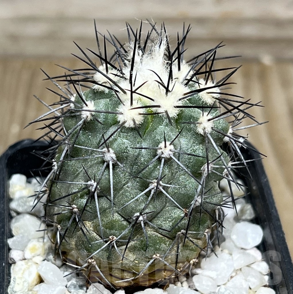 SHPR17998 Copiapoa marginata - Зображення 2