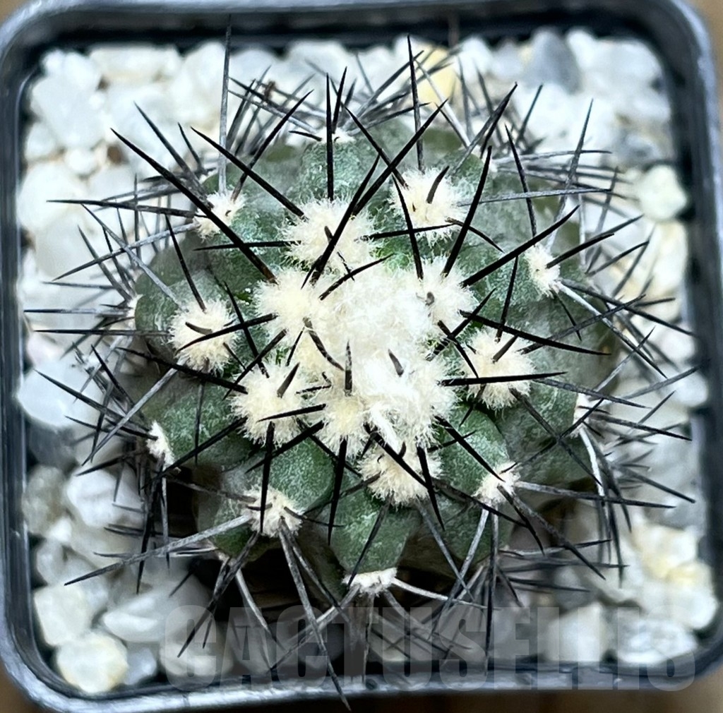SHPR17998 Copiapoa marginata - Зображення 3