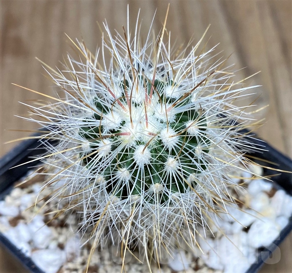 SHPR17750 Stenocactus albatus