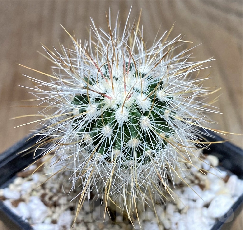 SHPR17750 Stenocactus albatus - Obrázek 2
