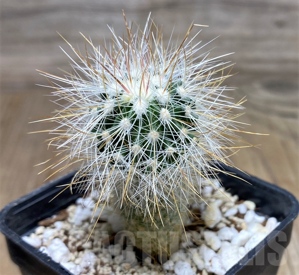 SHPR17750 Stenocactus albatus - Obrázek 3