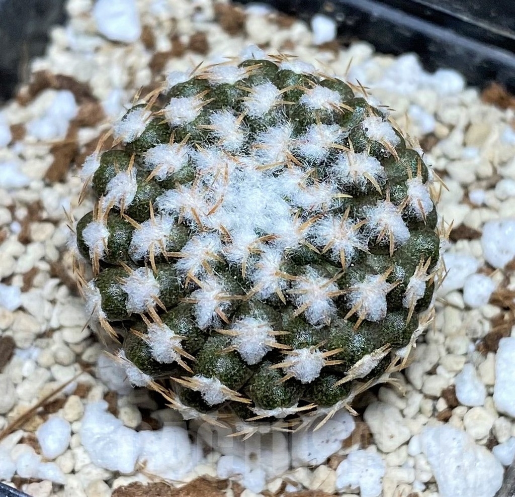 SHPR17752 Thelocephala malleolata WM 013 - Image 2