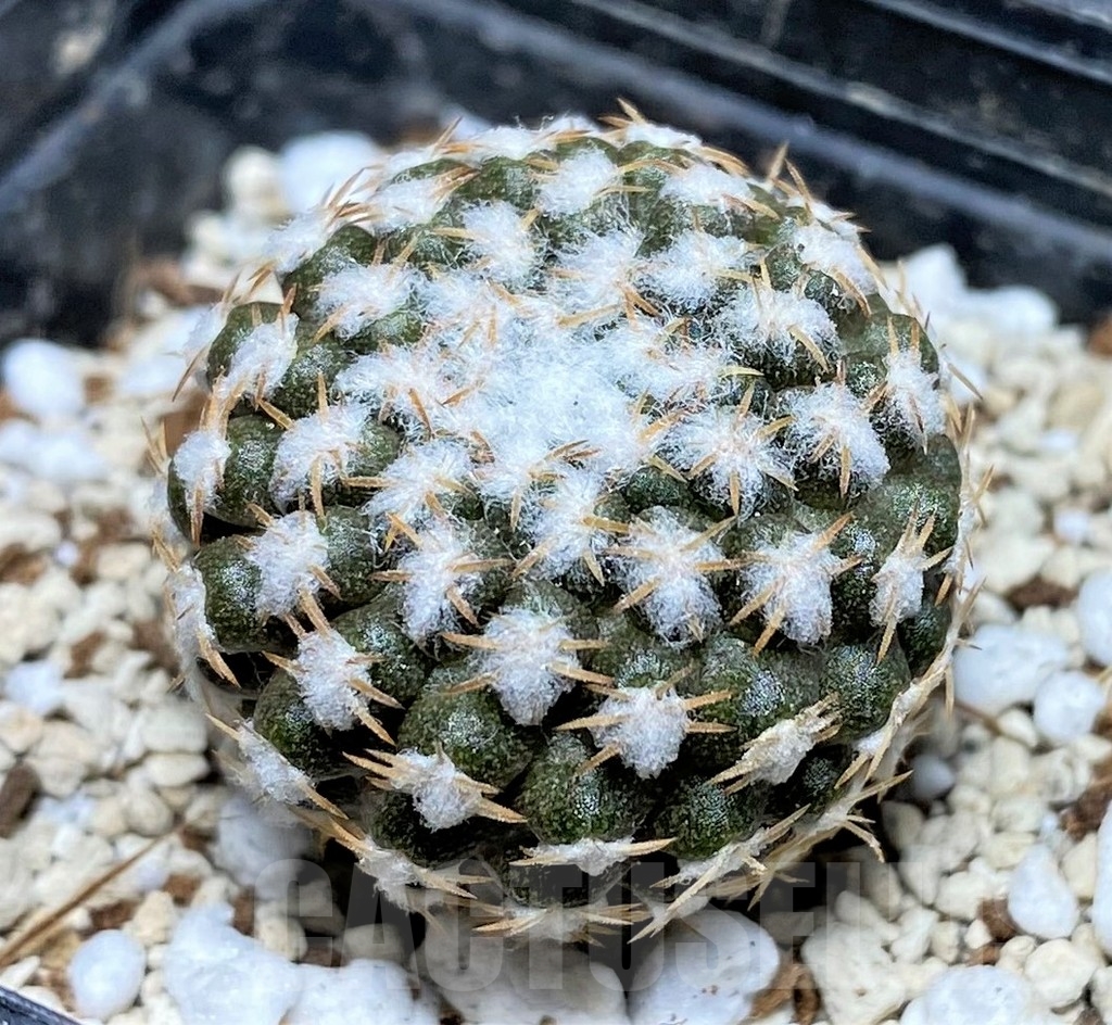 SHPR17752 Thelocephala malleolata WM 013