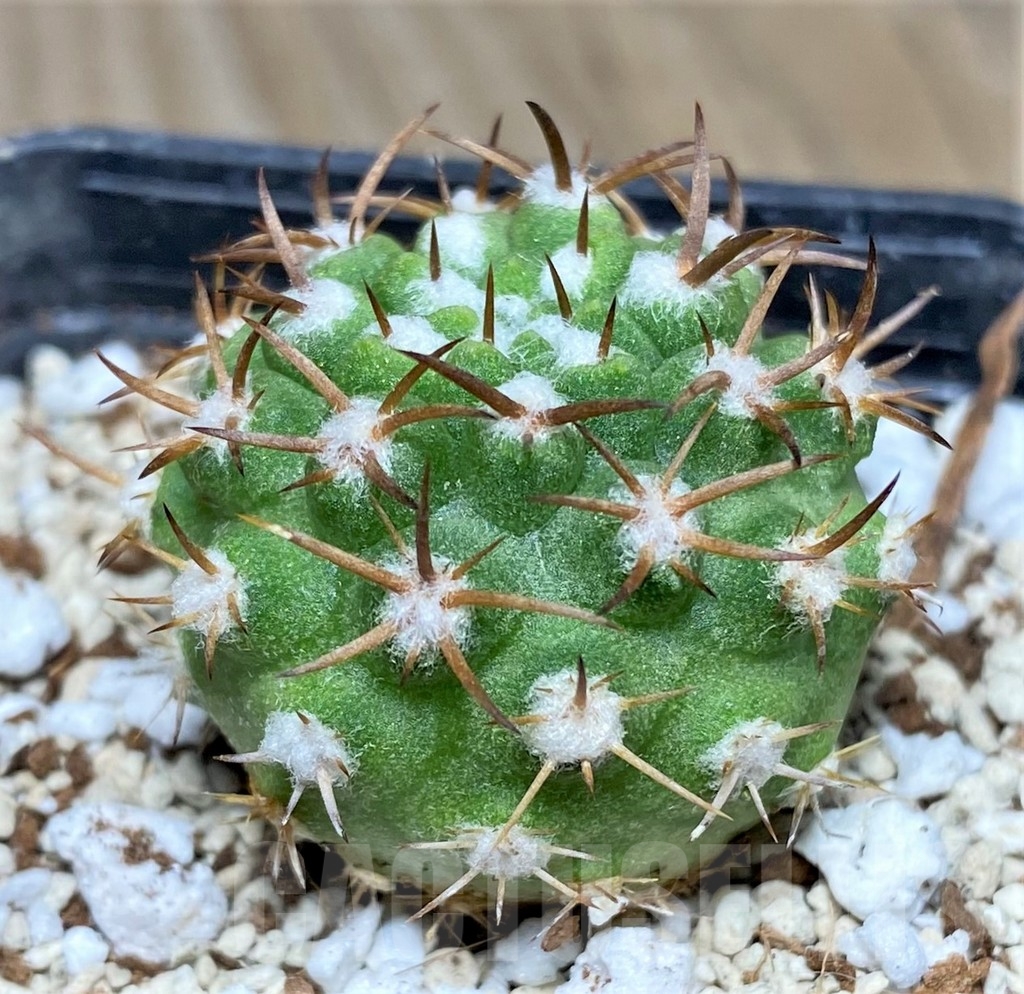 SHPR17756 Eriosyce megacarpa