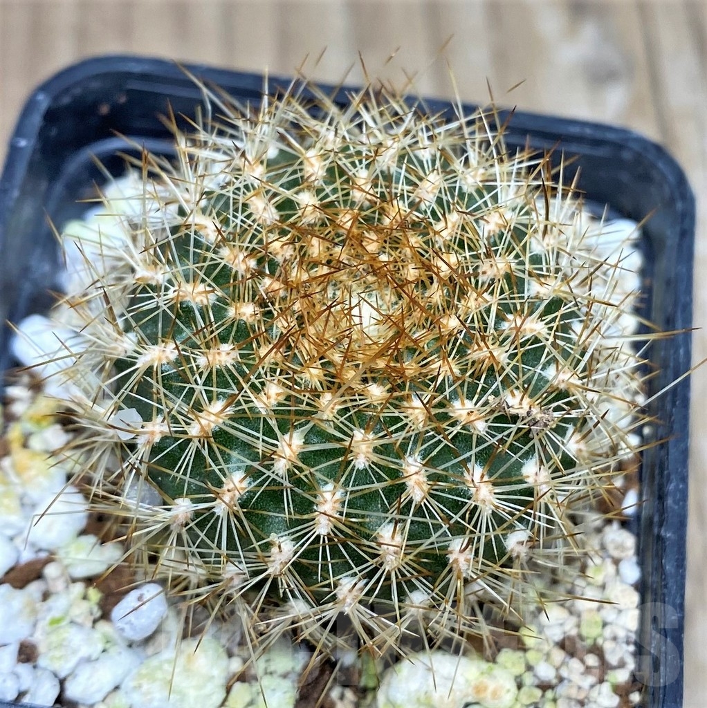 SHPR17757 Sulcorebutia breviflora, ex MG 1249.16
