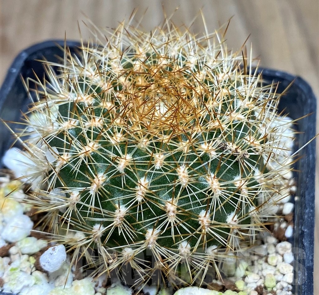 SHPR17757 Sulcorebutia breviflora, ex MG 1249.16 - Obrázek 2