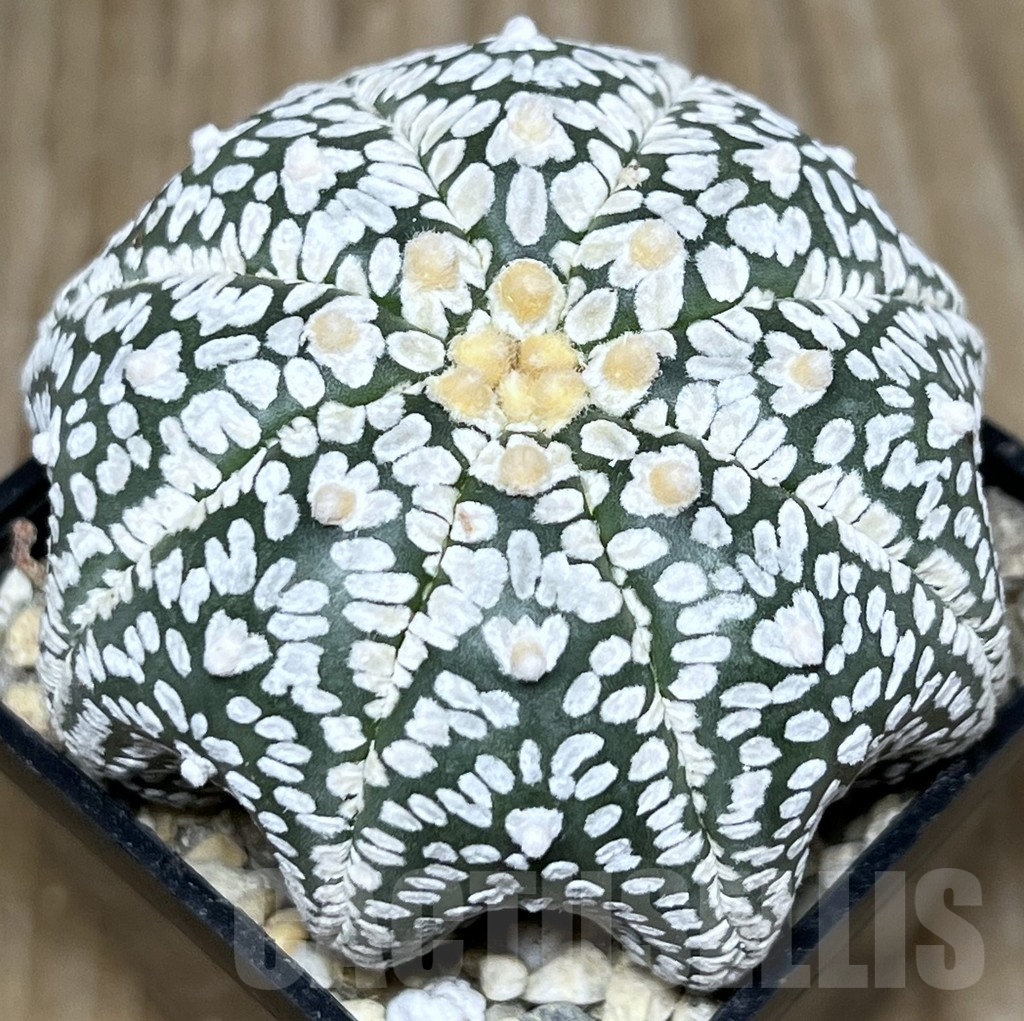 SHPR18008 Astrophytum asterias ‘Super Kabuto Miracle’ V-type - Image 2