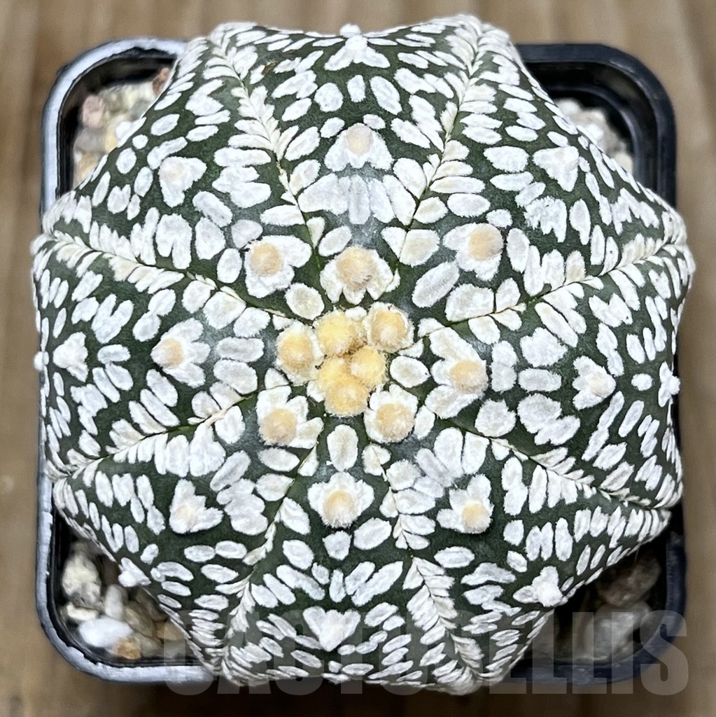 SHPR18008 Astrophytum asterias ‘Super Kabuto Miracle’ V-type