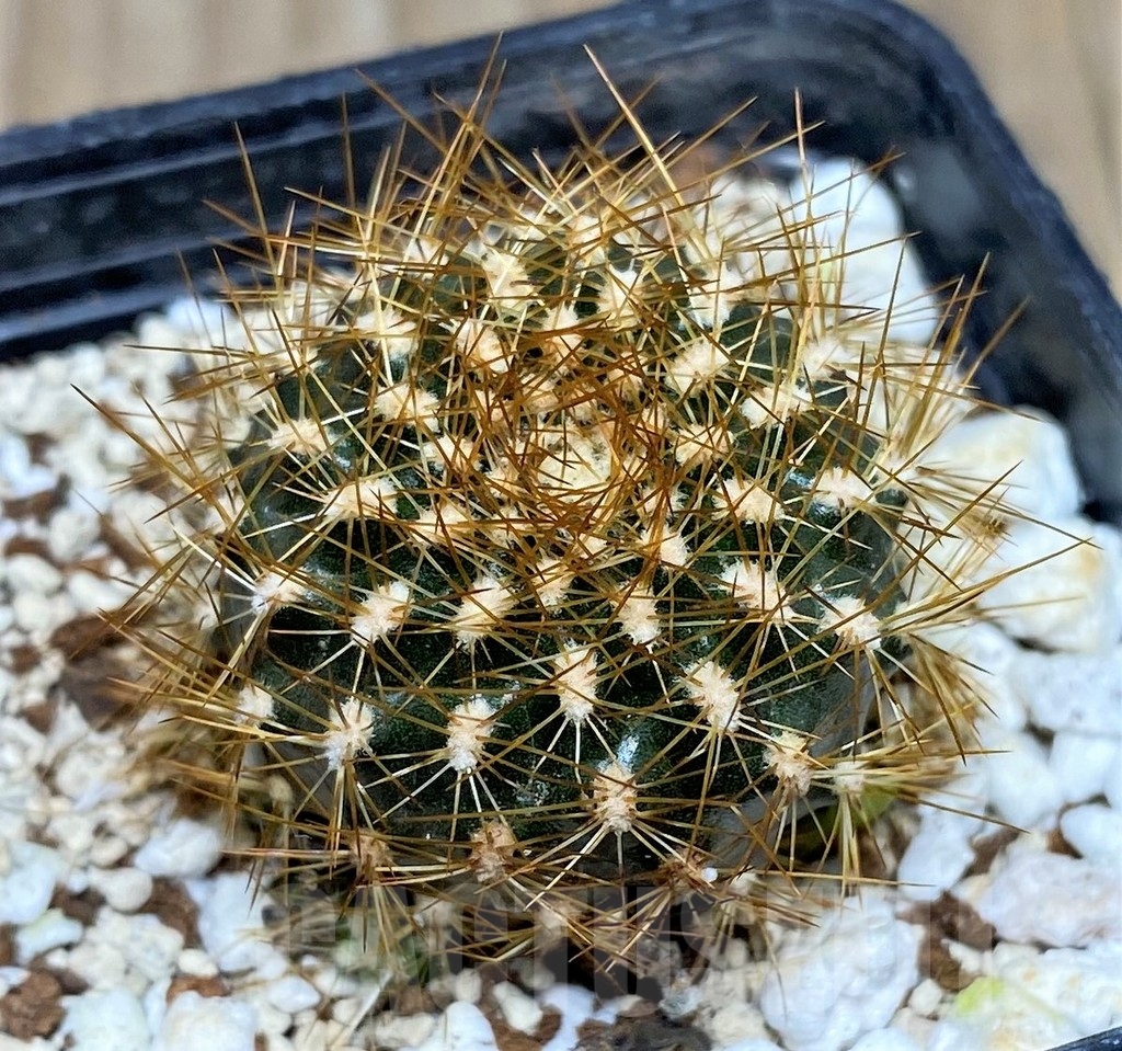 SHPR17758 Sulcorebutia breviflora, ex MG 1249.16 – Bild 2