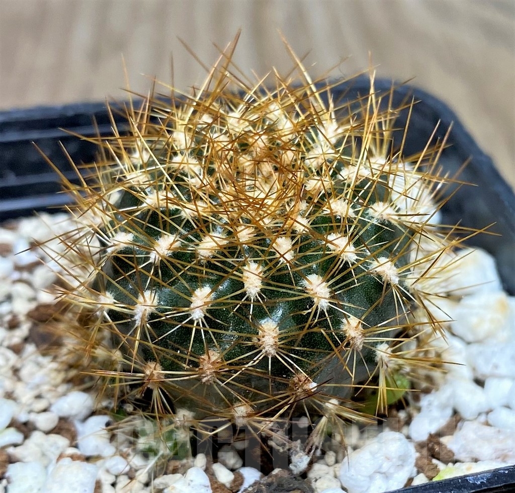 SHPR17758 Sulcorebutia breviflora, ex MG 1249.16