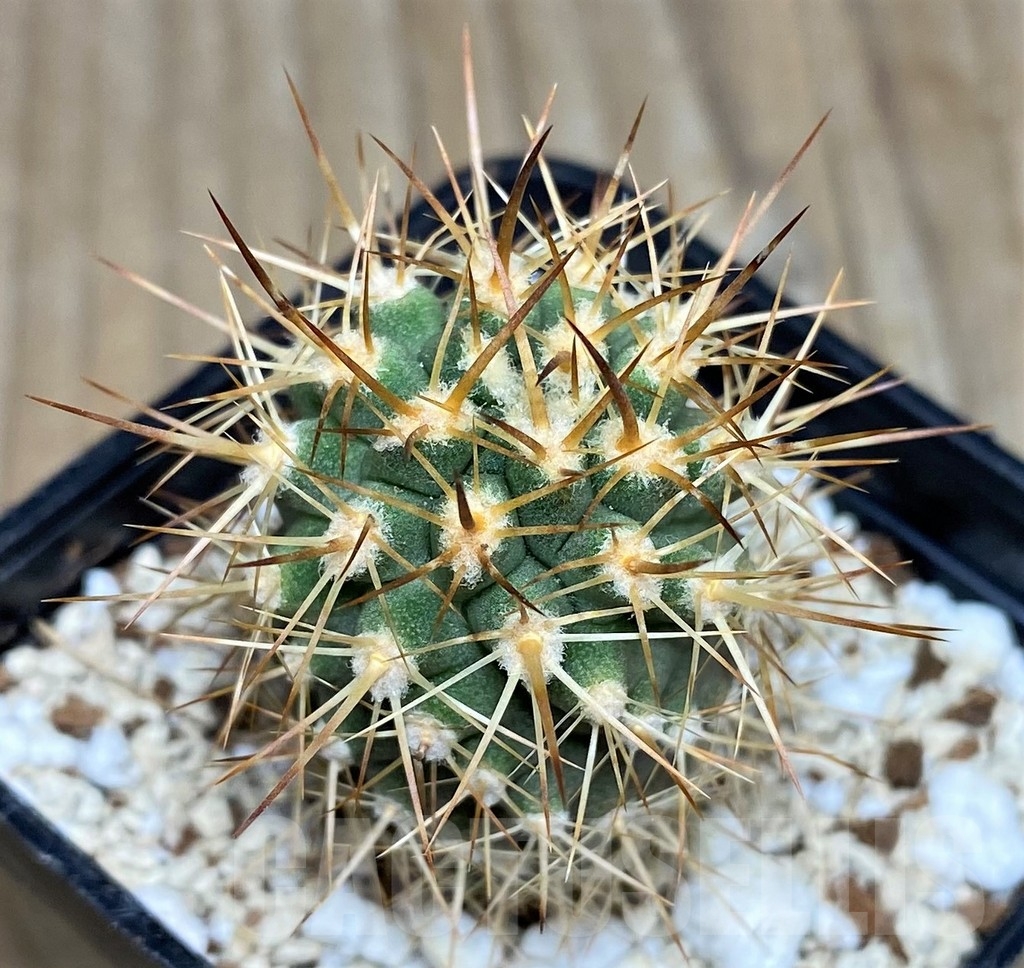 SHPR17760 Eriosyce ceratistes