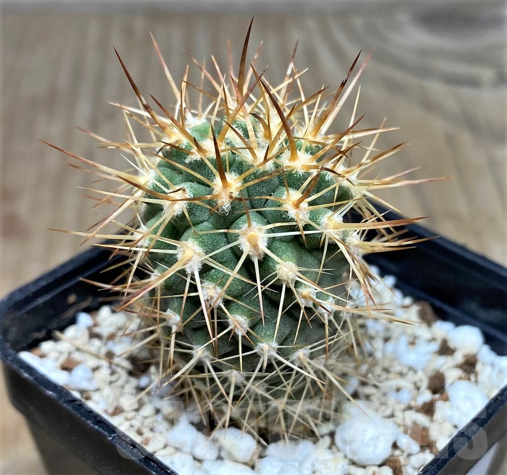 SHPR17760 Eriosyce ceratistes - 画像 (2)