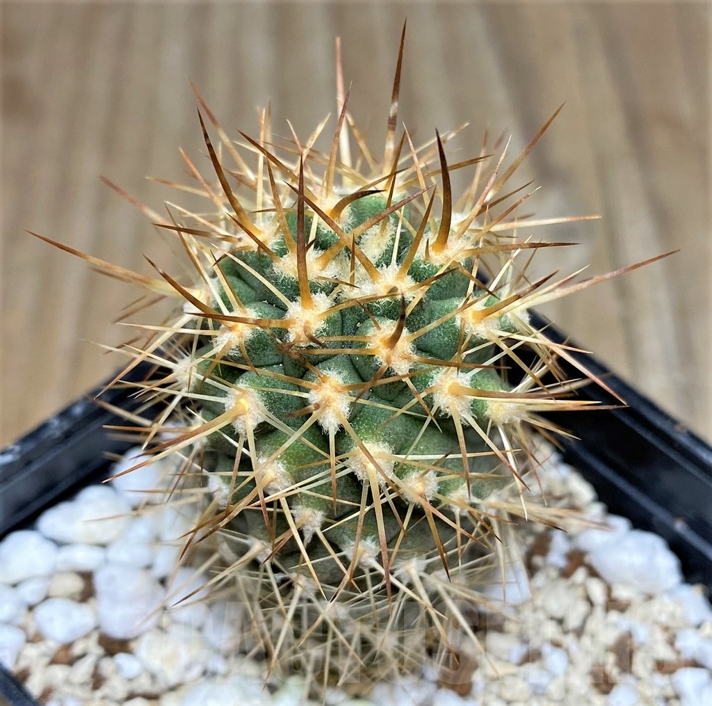 SHPR17760 Eriosyce ceratistes - 画像 (3)