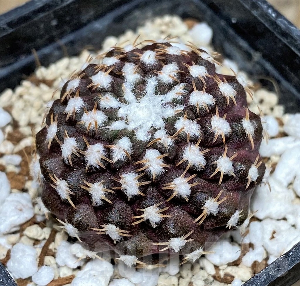 SHPR17761 Thelocephala malleolata WM 013 - Image 2