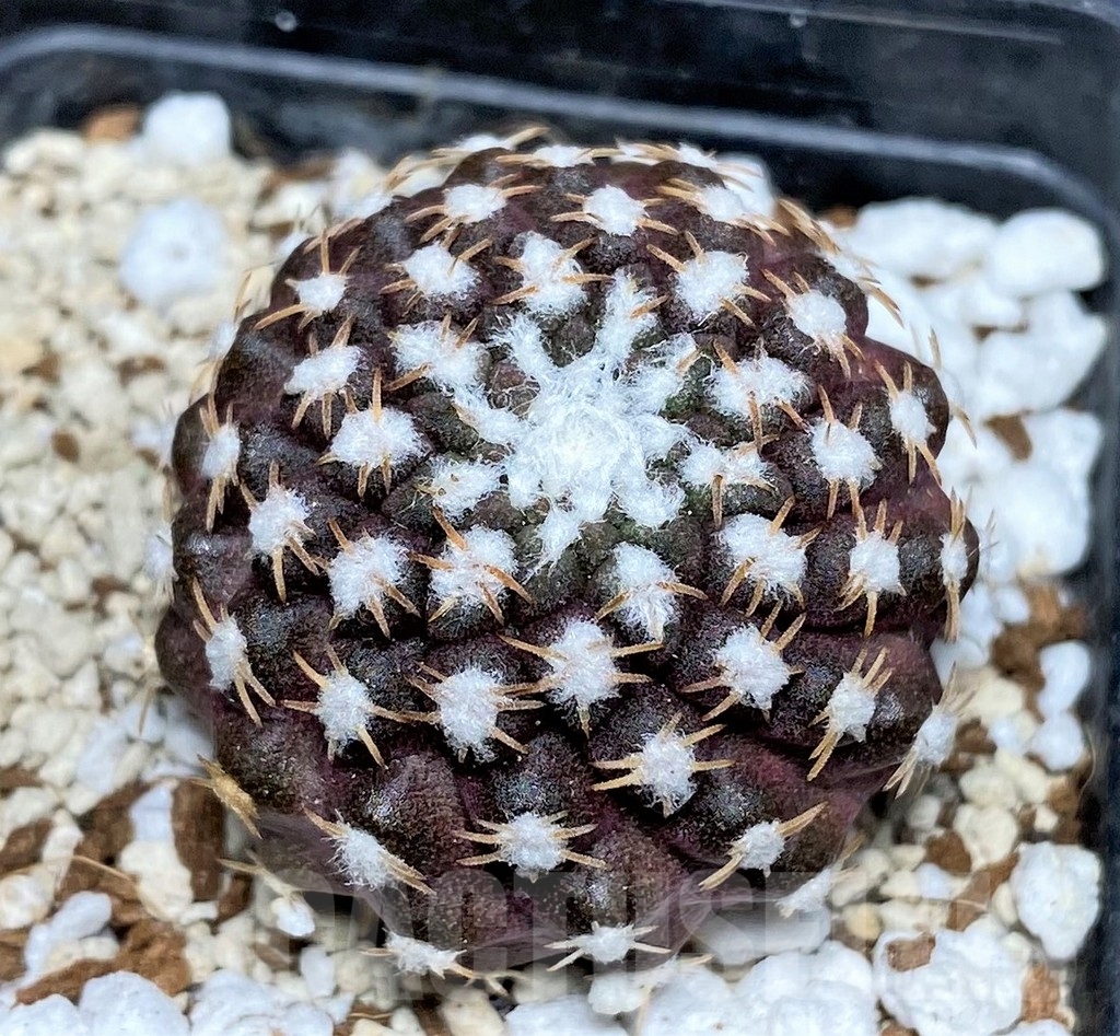 SHPR17761 Thelocephala malleolata WM 013