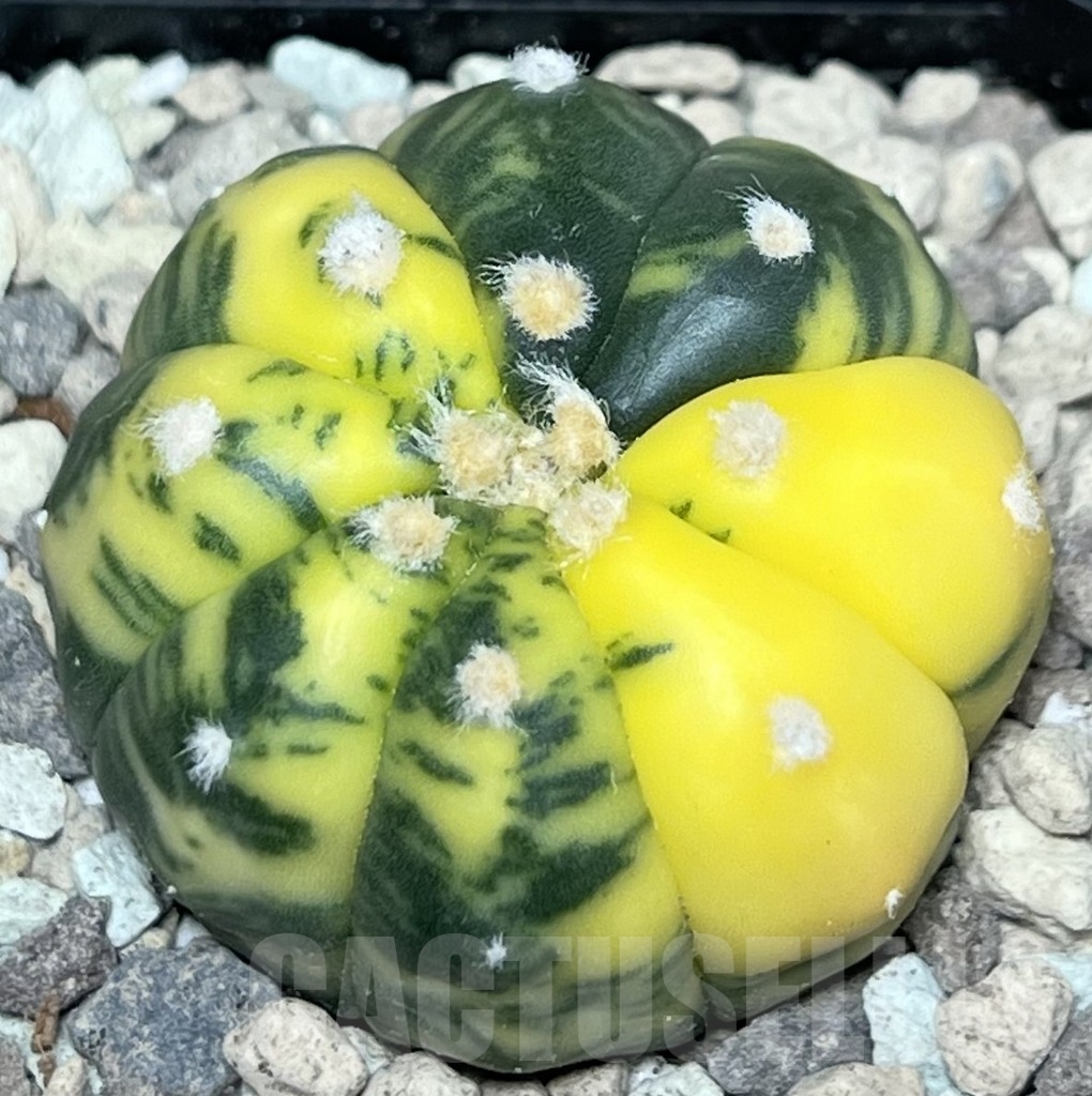 SHPR18013 Astrophytum asterias f. variegata – Image 2
