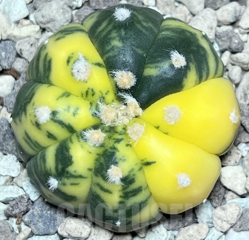 SHPR18013 Astrophytum asterias f. variegata