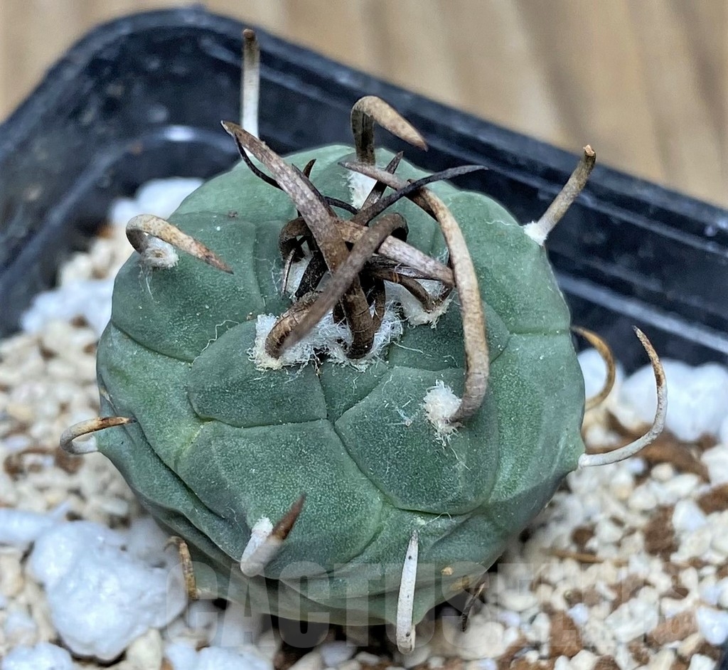 SHPR17763 Turbinicarpus schmiedickeanus - Зображення 2