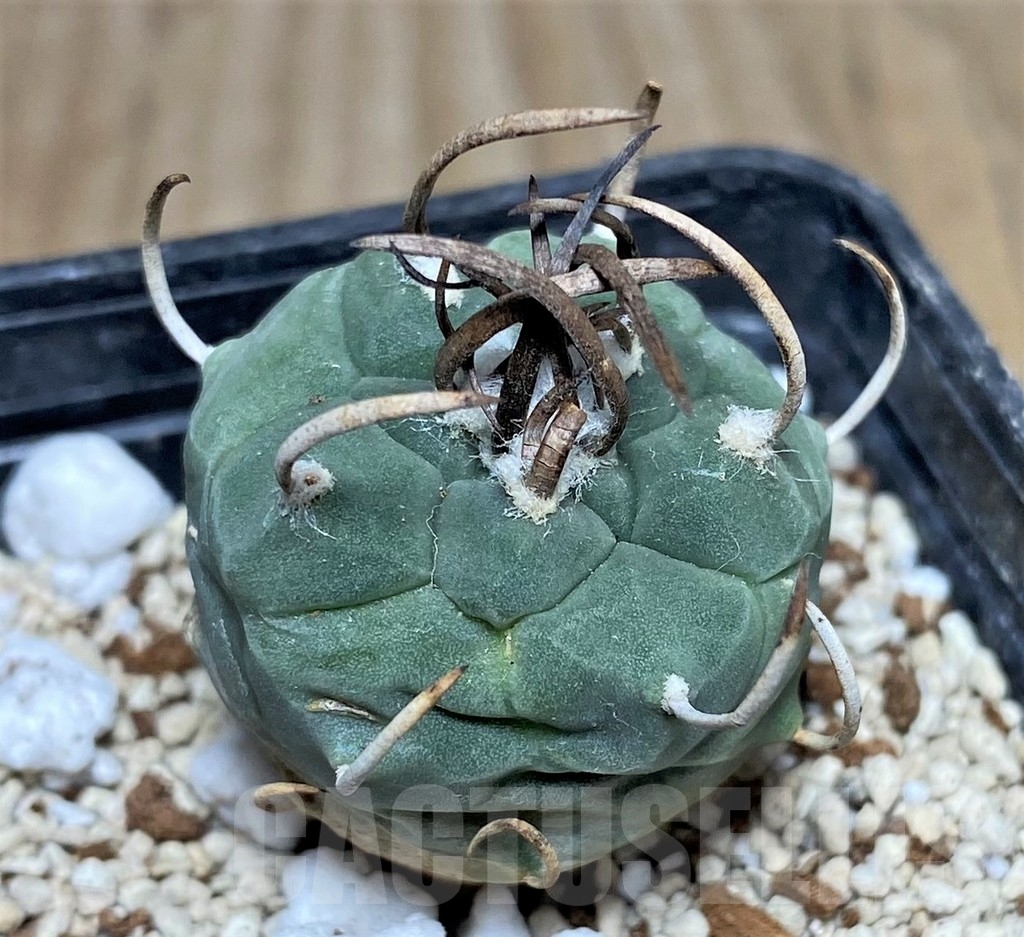 SHPR17763 Turbinicarpus schmiedickeanus