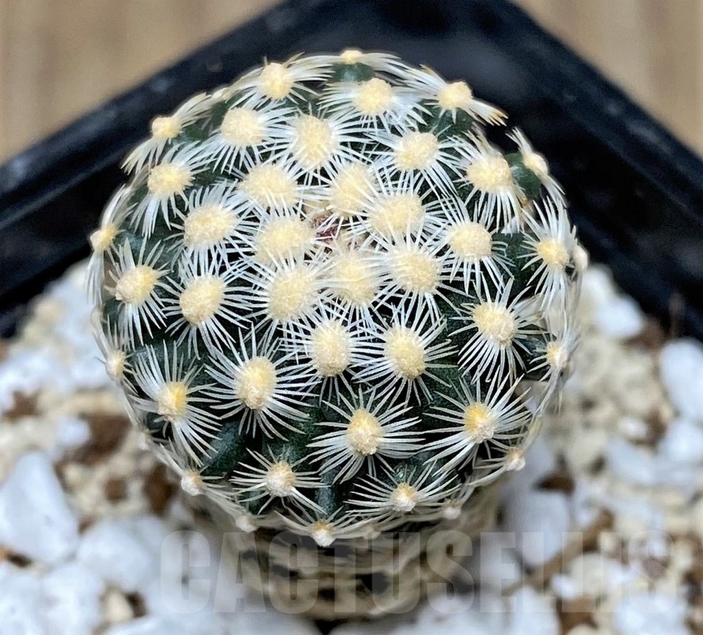 SHPR17765 Pediocactus knowltonii SB 304 seedling