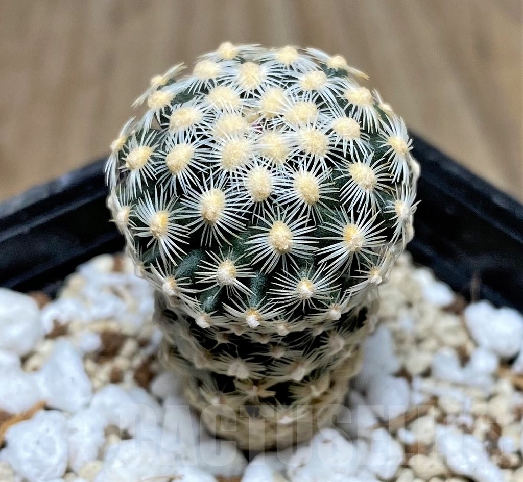 SHPR17765 Pediocactus knowltonii SB 304 seedling - immagine 2