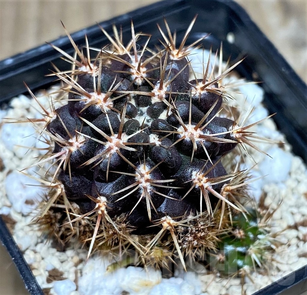 SHPR17767 Neoporteria curvispina, ex MG 1030.74