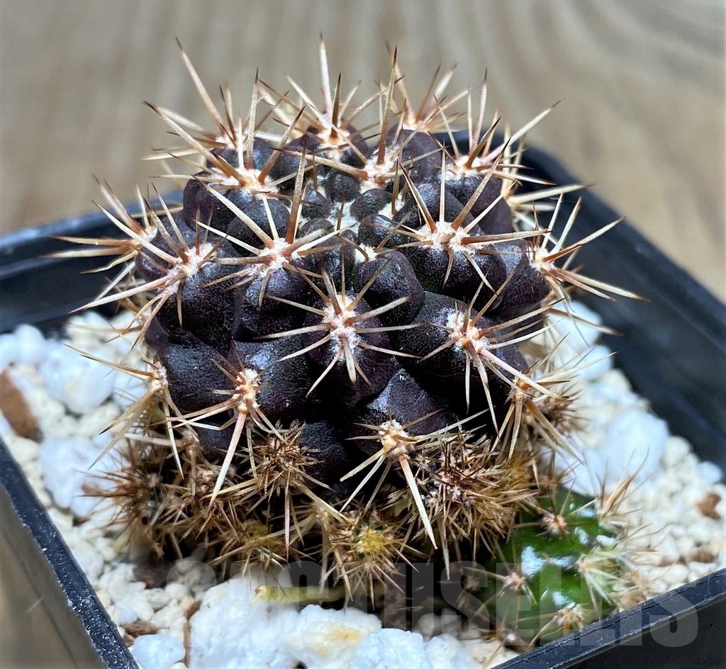 SHPR17767 Neoporteria curvispina, ex MG 1030.74 - Obrázek 2