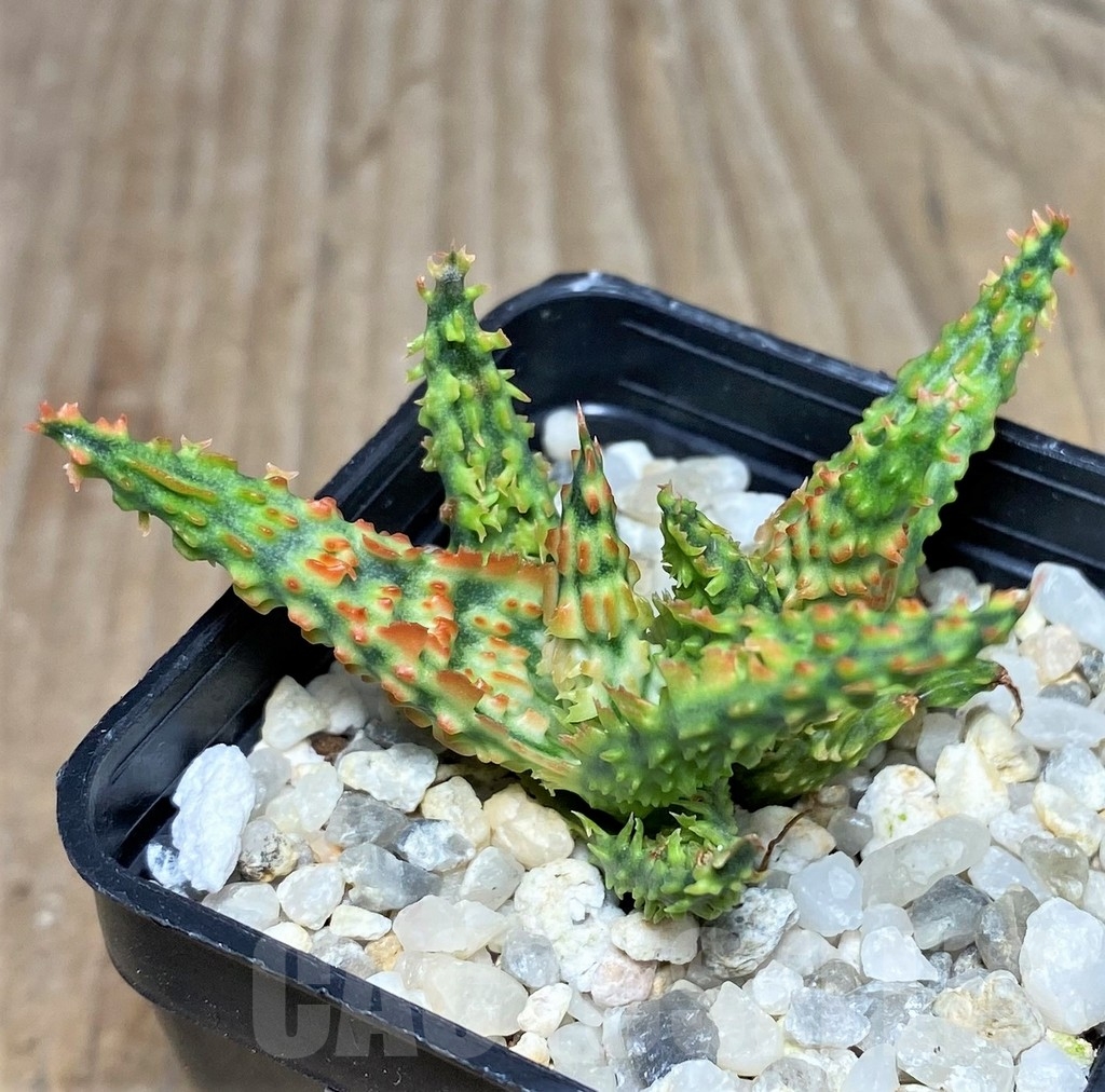SHPR17783 Aloe hybrid