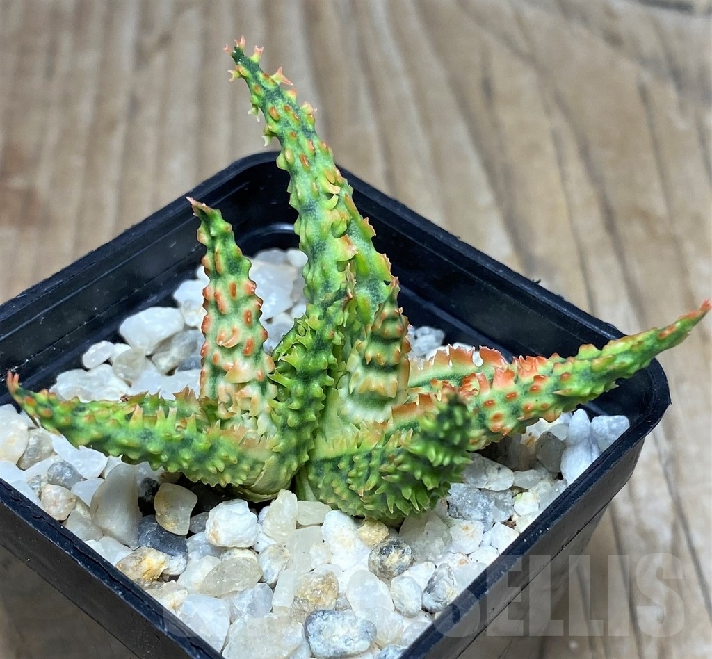 SHPR17783 Aloe hybrid - Image 2