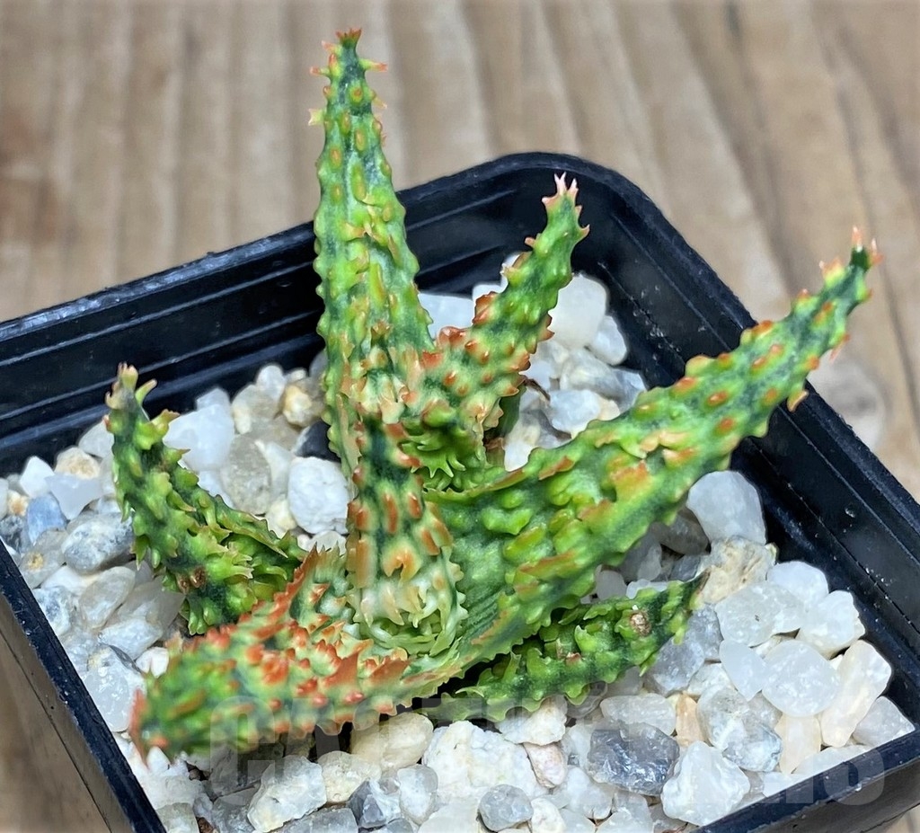 SHPR17783 Aloe hybrid - Image 3