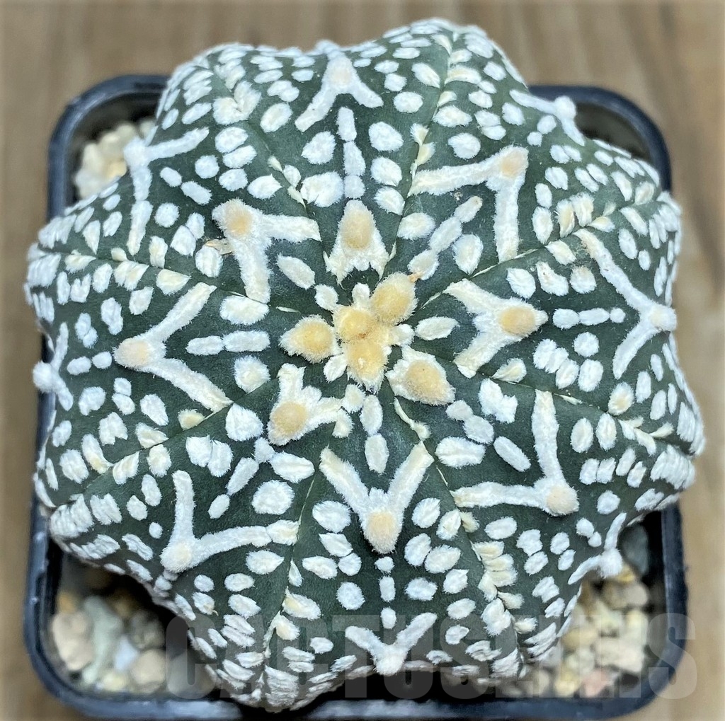 SHPR17840 Astrophytum asterias ‘Super Kabuto Miracle’ V-type