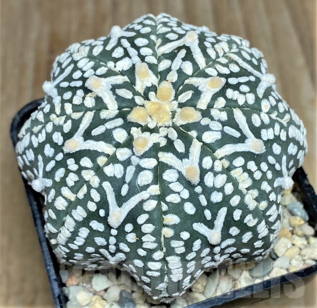 SHPR17840 Astrophytum asterias ‘Super Kabuto Miracle’ V-type - Image 2