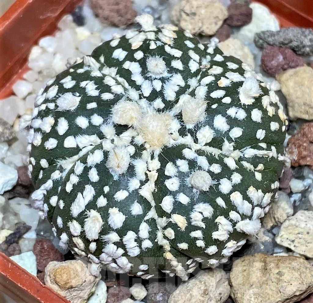 SHPR17842 Astrophytum asterias ‘Super Kabuto' x 'Onzuka'