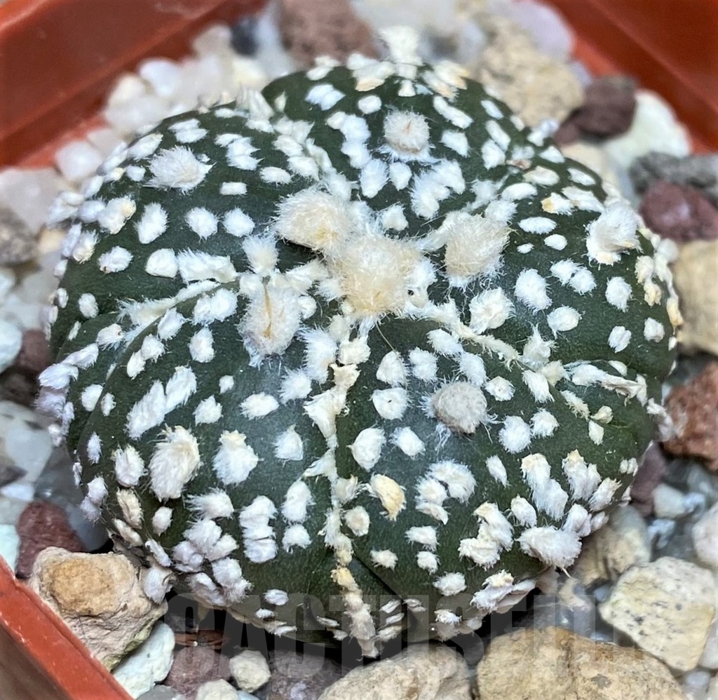 SHPR17842 Astrophytum asterias ‘Super Kabuto' x 'Onzuka' - Image 2