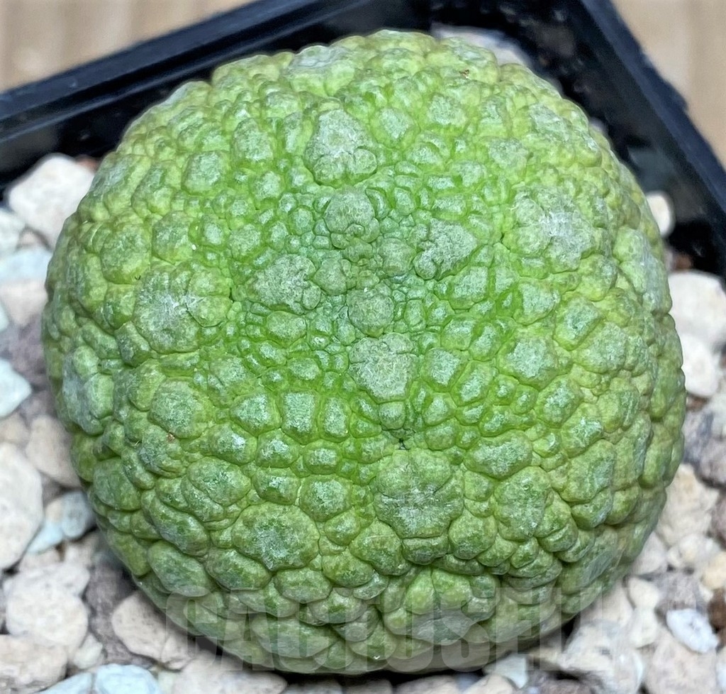 SHPR17850 Pseudolithos migiurtinus