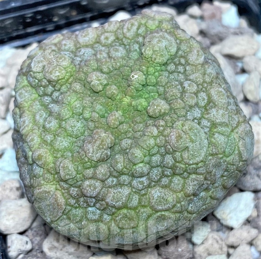 SHPR17853 Pseudolithos cubiformis - Imagen 2