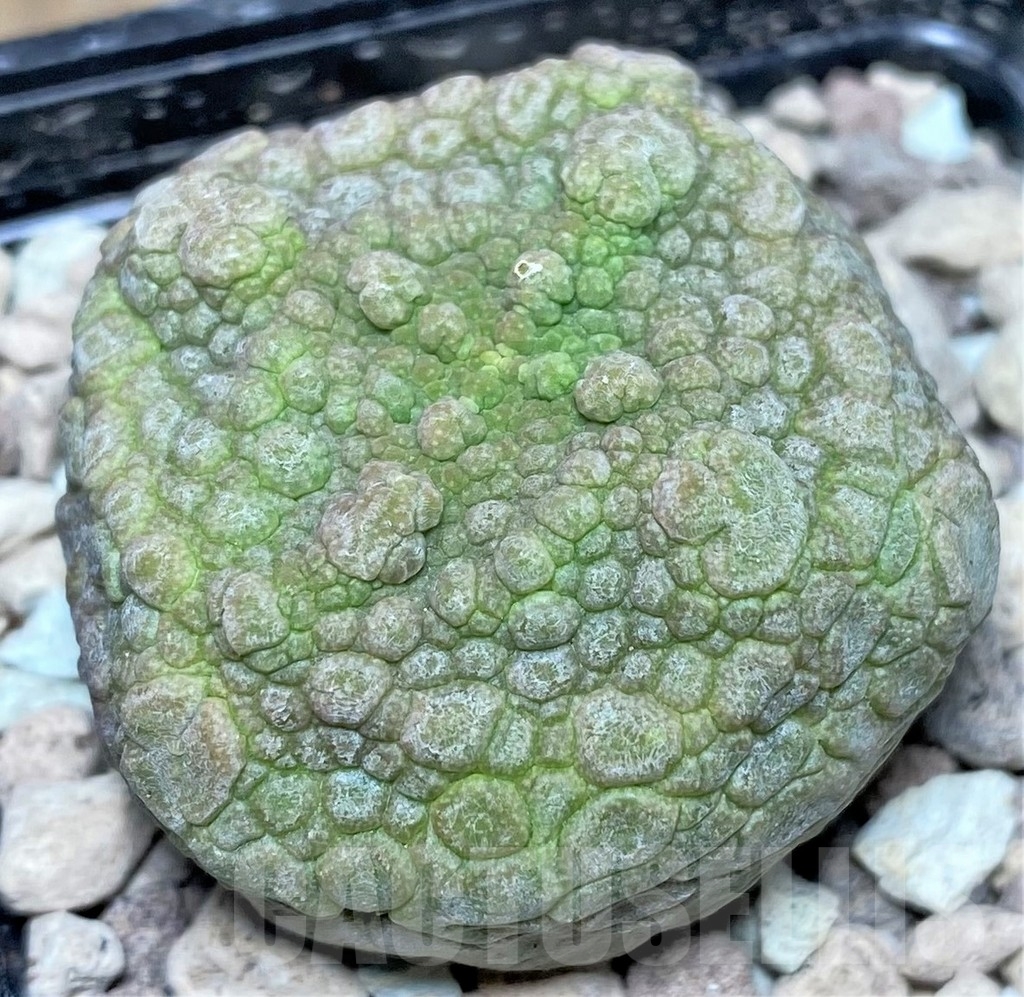 SHPR17853 Pseudolithos cubiformis