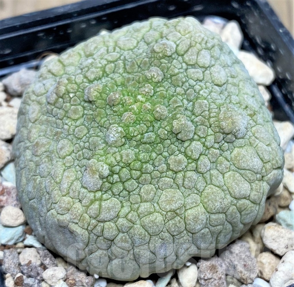 SHPR17854 Pseudolithos cubiformis