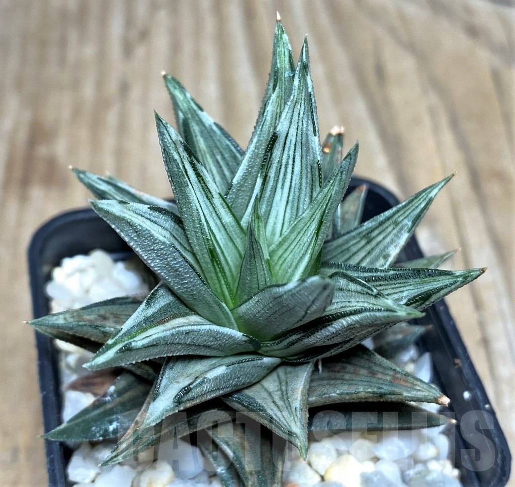 SHPR17864 Haworthia tortuosa f. variegata