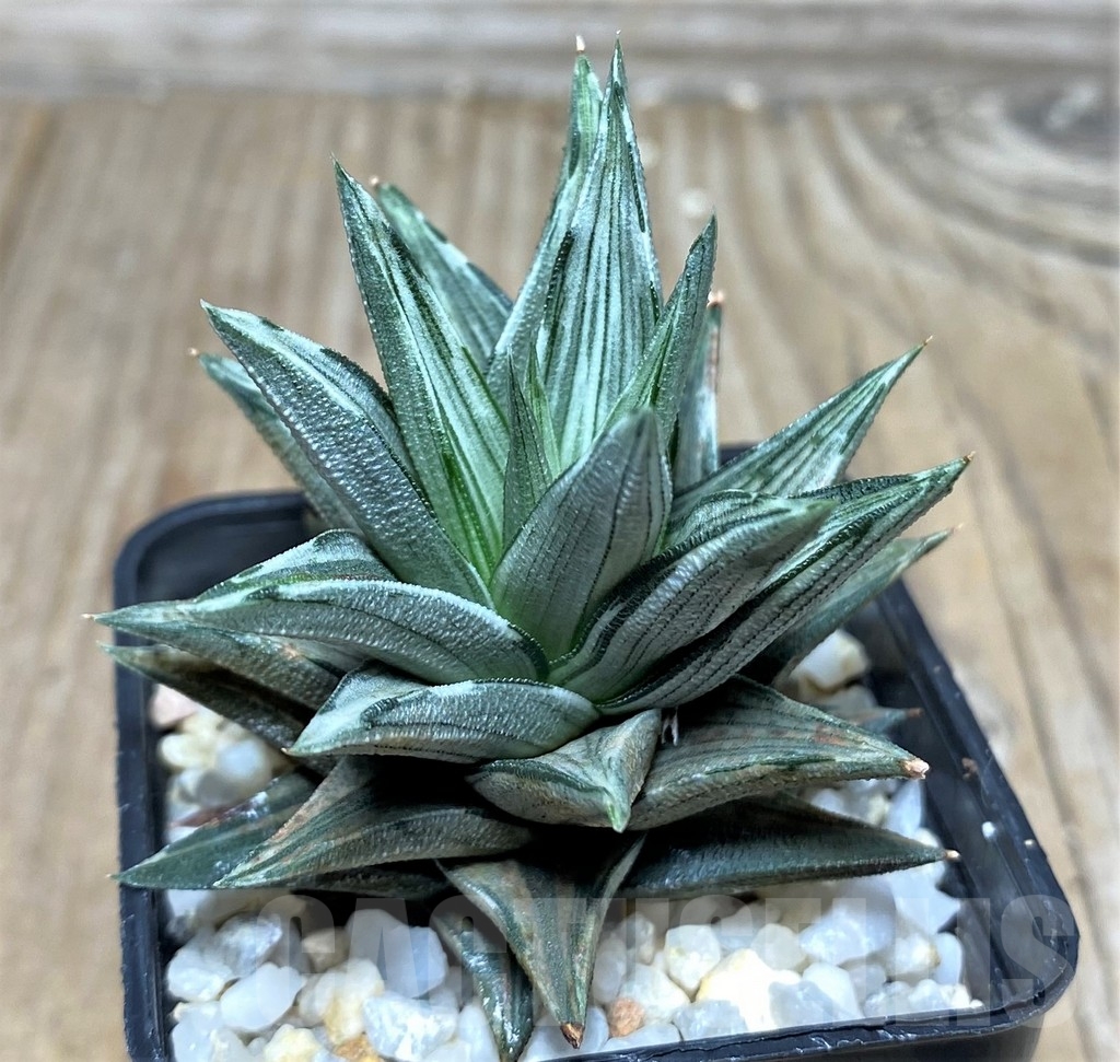 SHPR17864 Haworthia tortuosa f. variegata – Bild 2