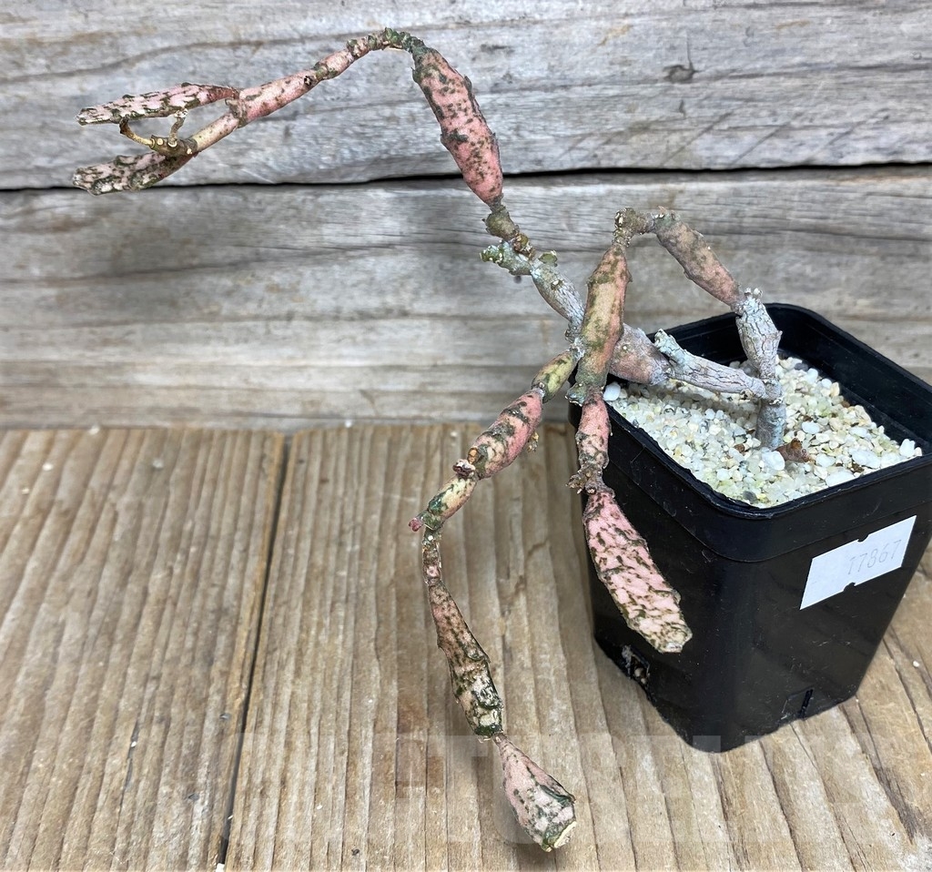 SHPR17867 Euphorbia platyclada – Image 2