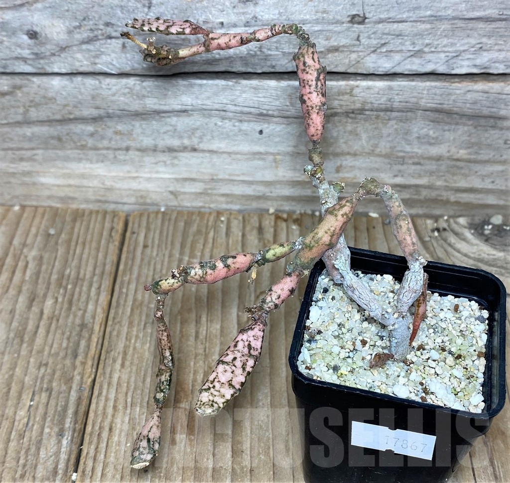 SHPR17867 Euphorbia platyclada – Image 3