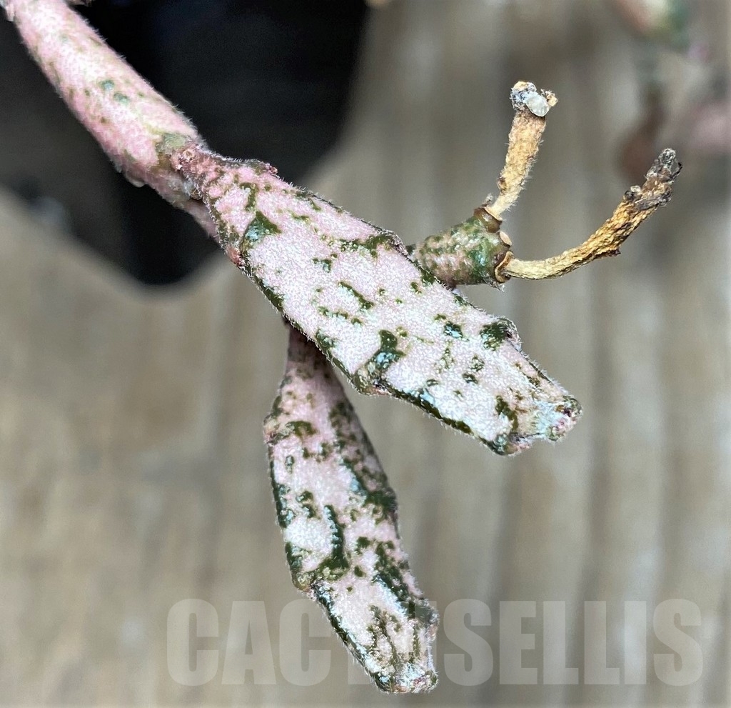 SHPR17867 Euphorbia platyclada